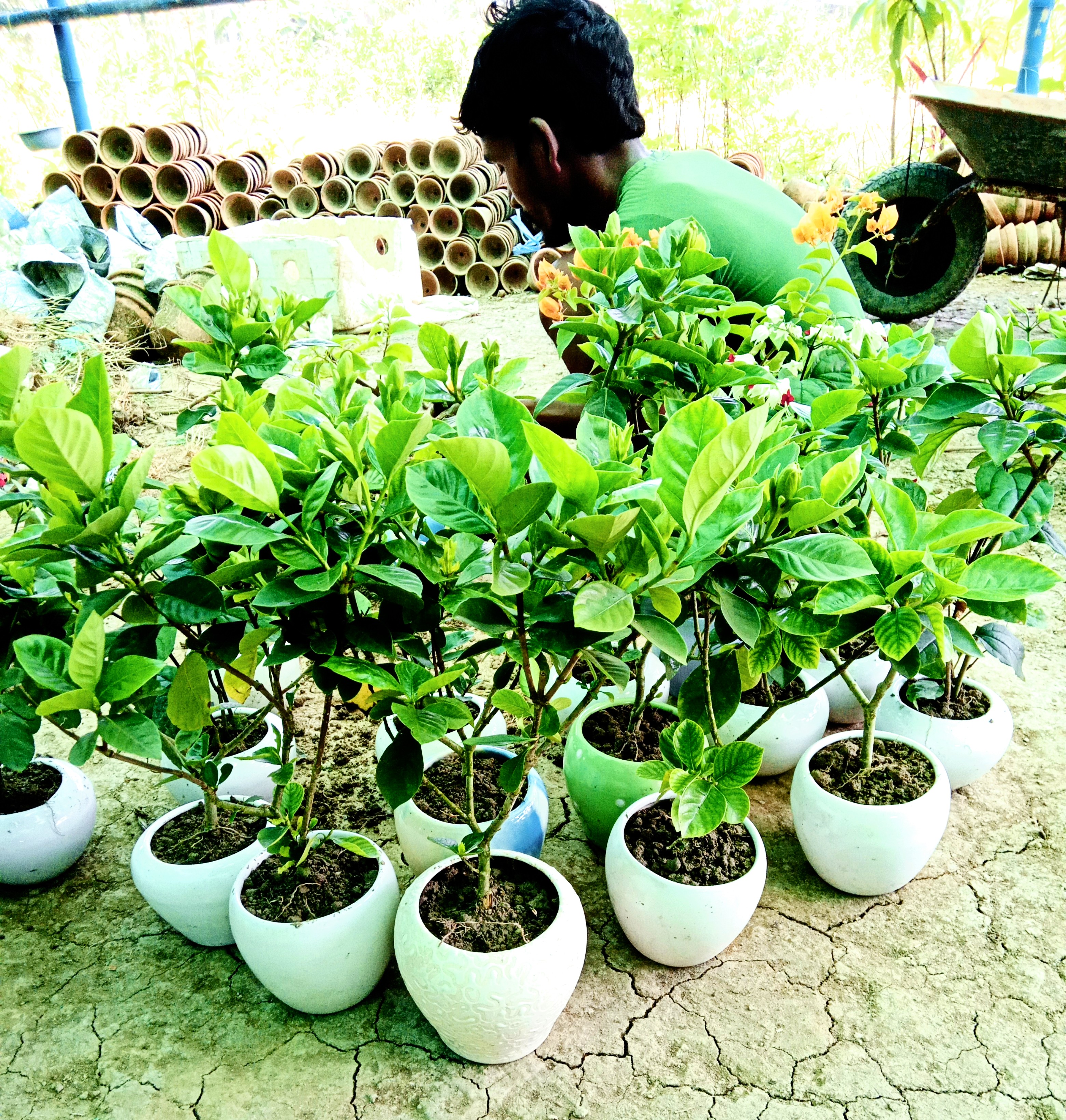 Seed Breed Landscape Nursery