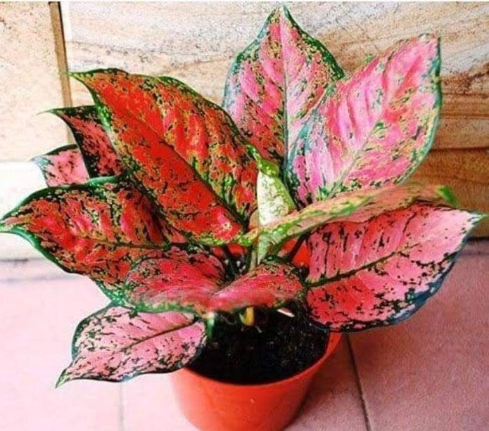 Seed Breed Landscape Nursery