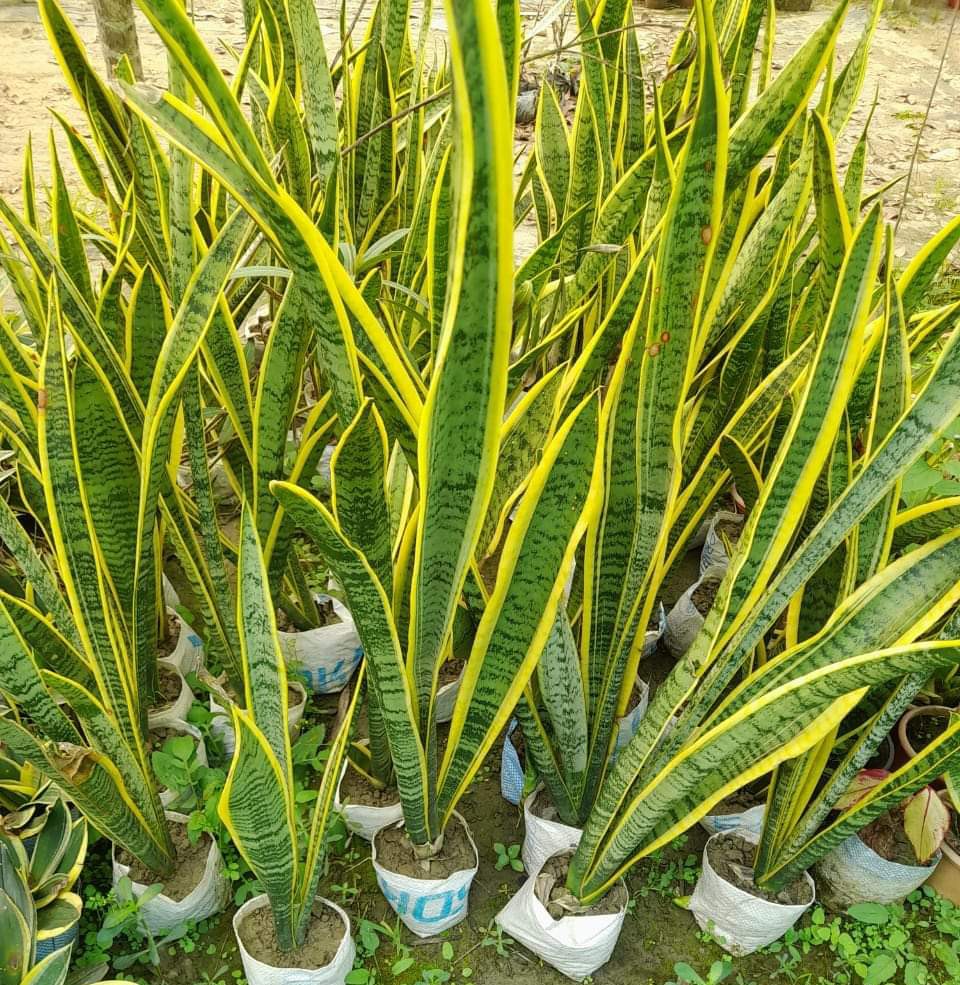 Seed Breed Landscape Nursery