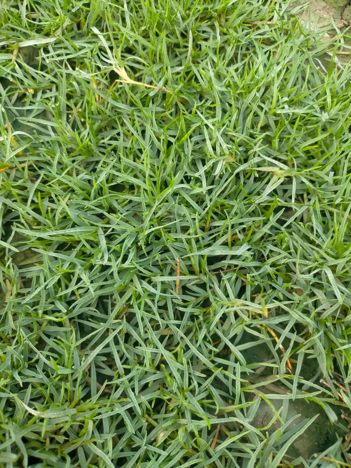 Seed Breed Landscape Nursery