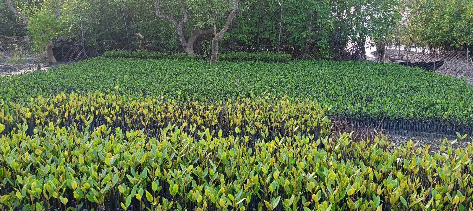 Seed Breed Landscape Nursery