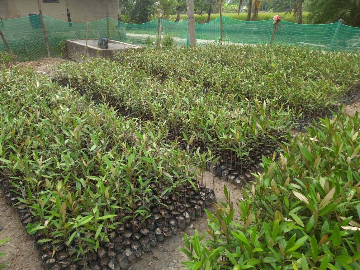 Seed Breed Landscape Nursery