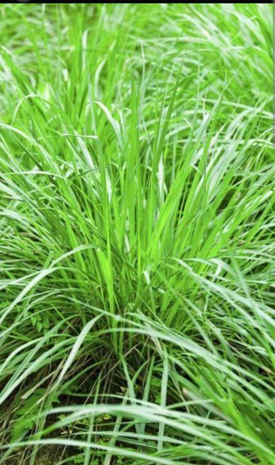 Seed Breed Landscape Nursery