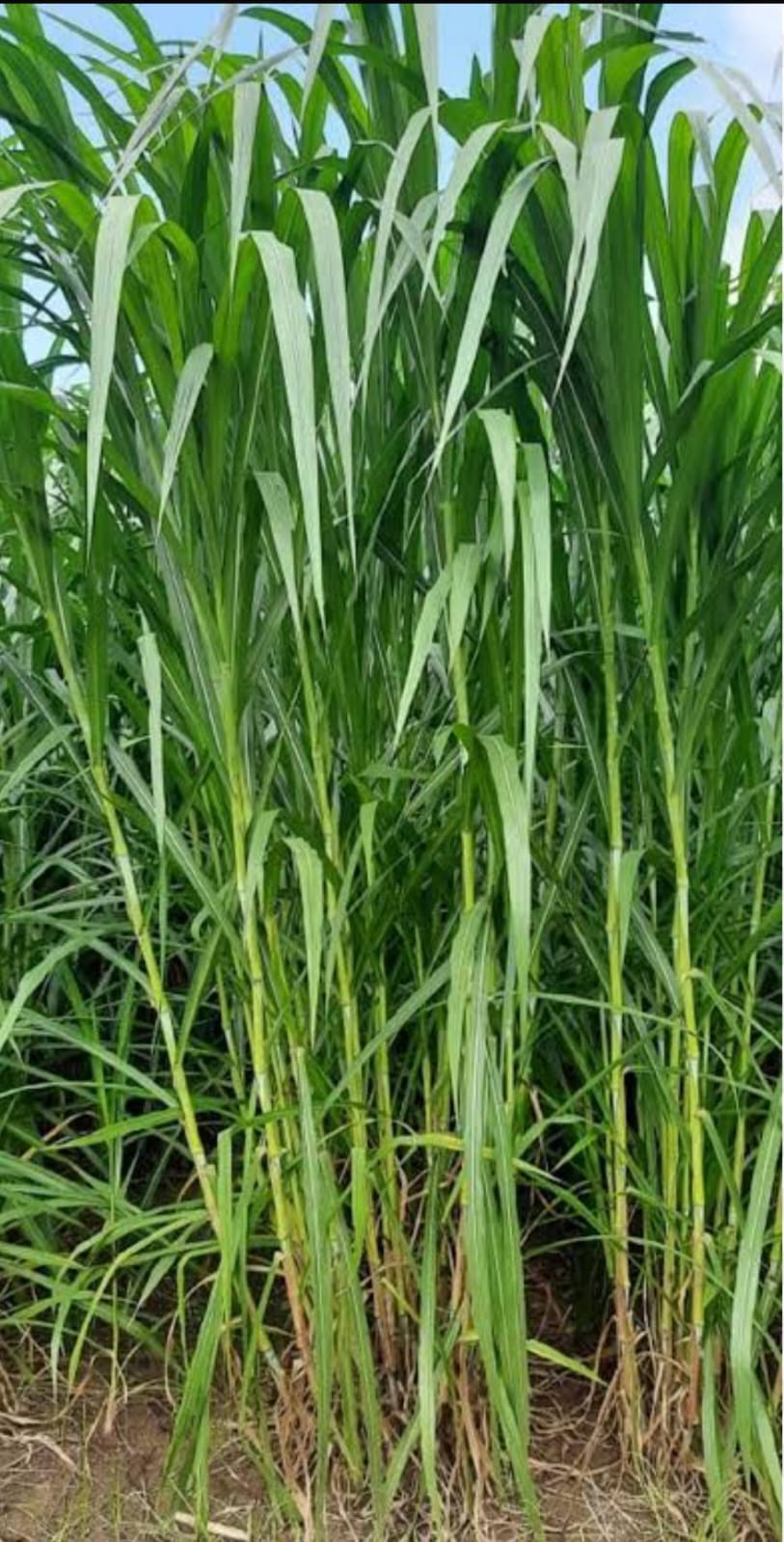 Seed Breed Landscape Nursery