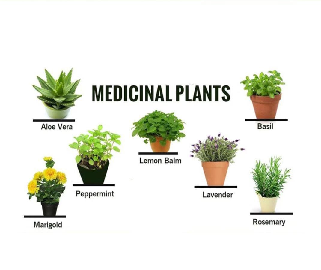 Seed Breed Landscape Nursery