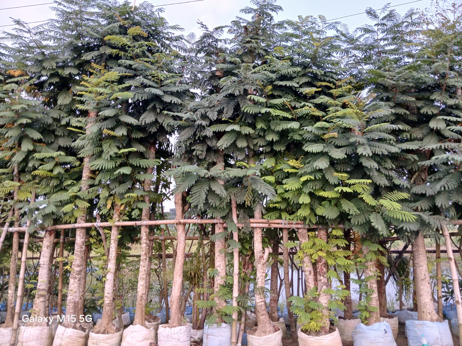 Seed Breed Landscape Nursery