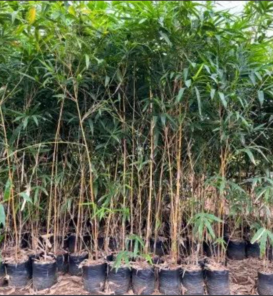 Seed Breed Landscape Nursery