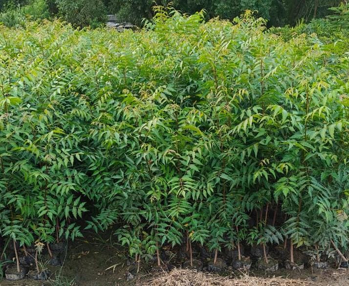 Seed Breed Landscape Nursery