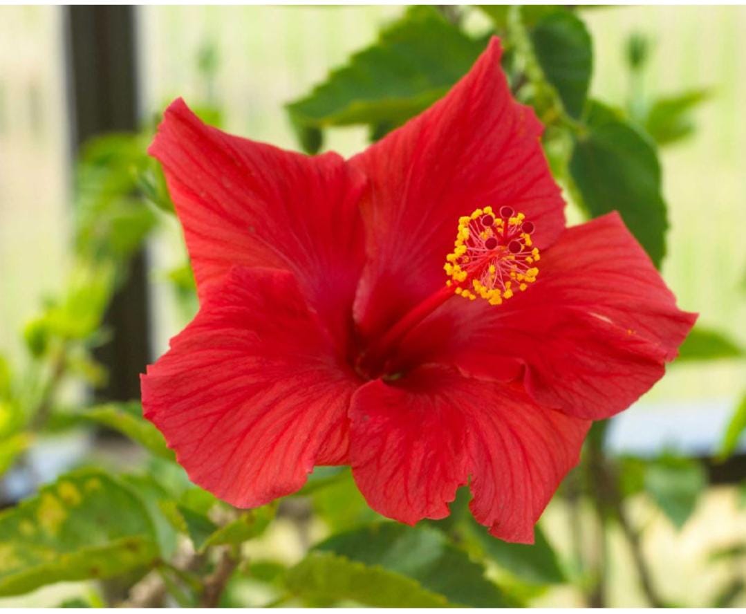 Seed Breed Landscape Nursery