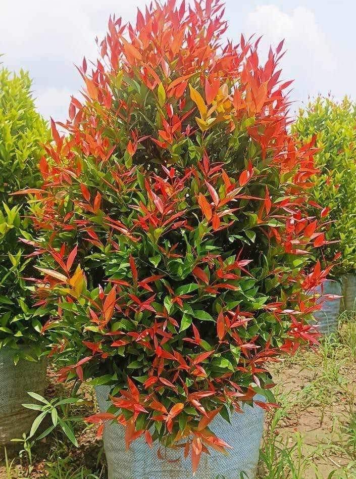 Seed Breed Landscape Nursery